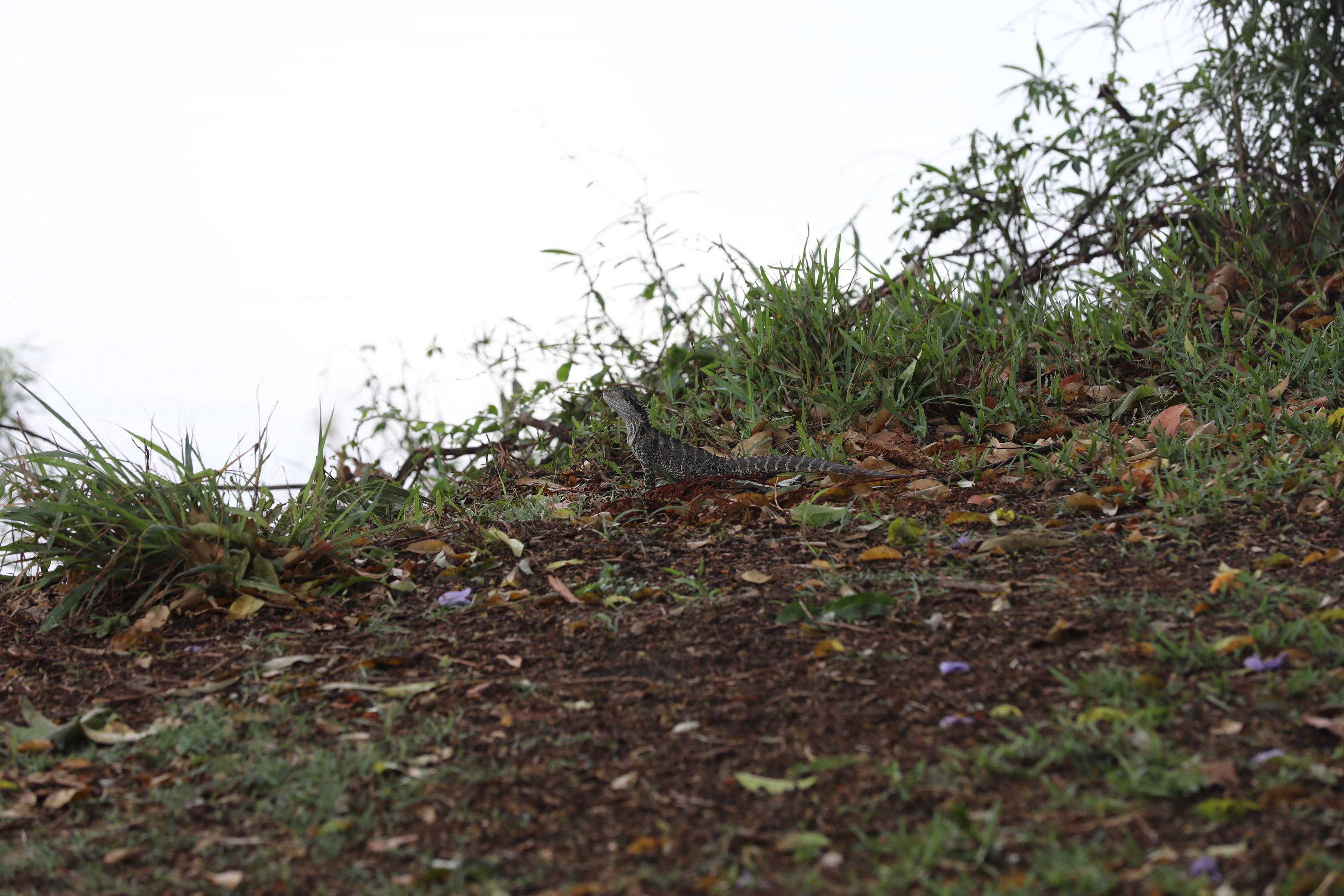 2020 01 15 13 21 33 Canon EOS 5D Mark IV 0011